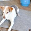 Dogge pa filt BO webb