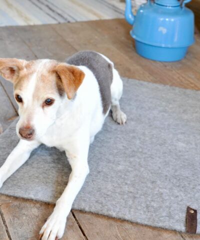 Hundfilt